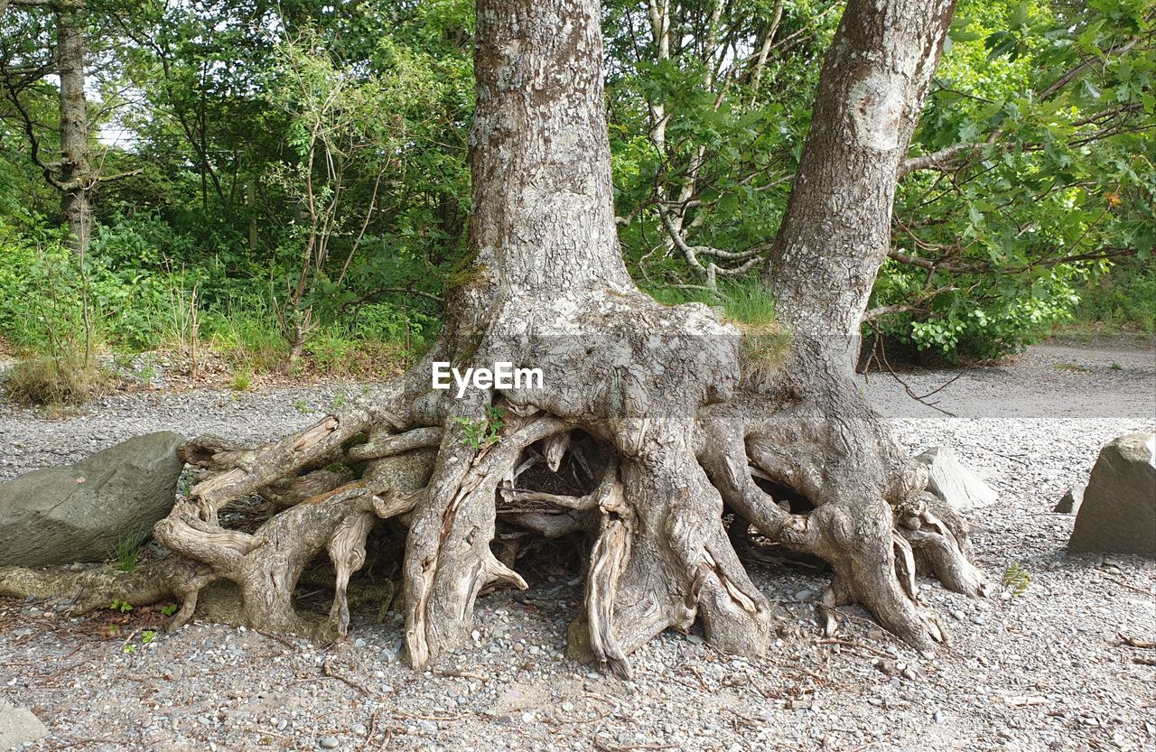 TREE TRUNK IN FOREST