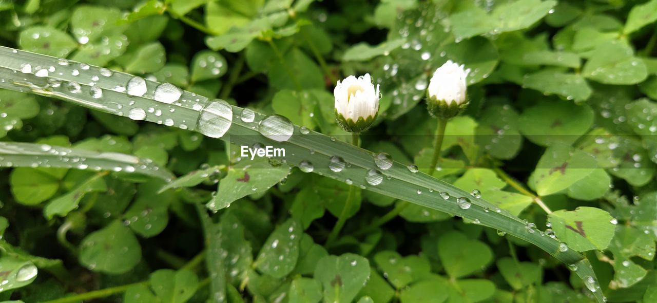 CLOSE-UP OF WATER DROPS ON PLANT