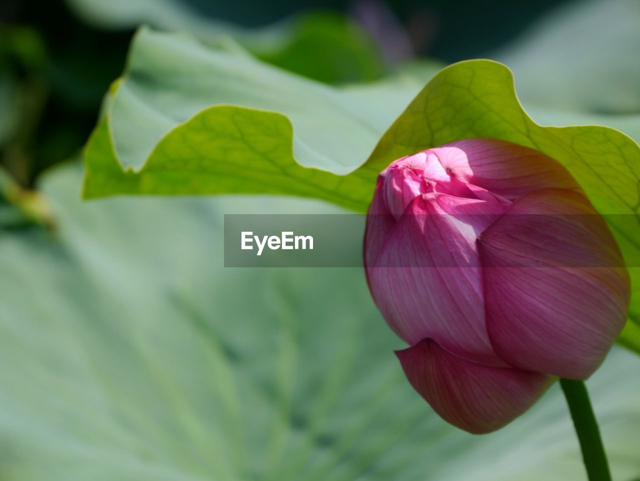 Close-up of pink water lily bud growing outdoors