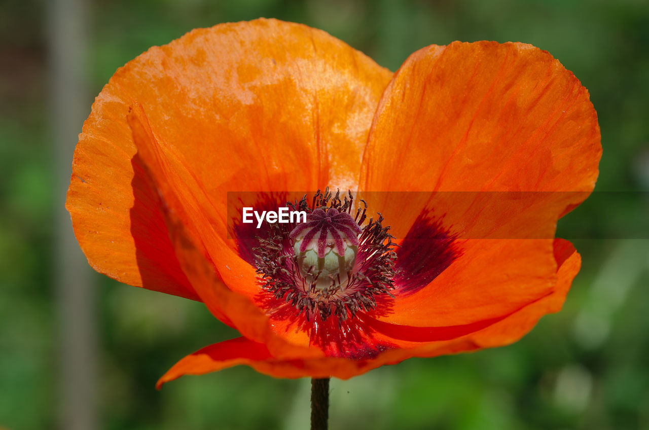 CLOSE-UP OF ORANGE POPPY OF FLOWER