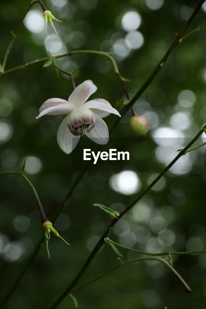 Close-up of flower blooming on tree