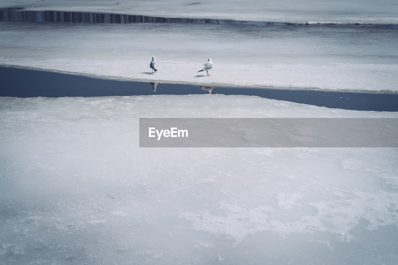 Birds on frozen lake