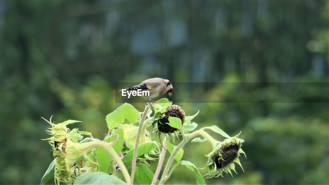 CLOSE-UP OF BIRD PERCHING ON FLOWER