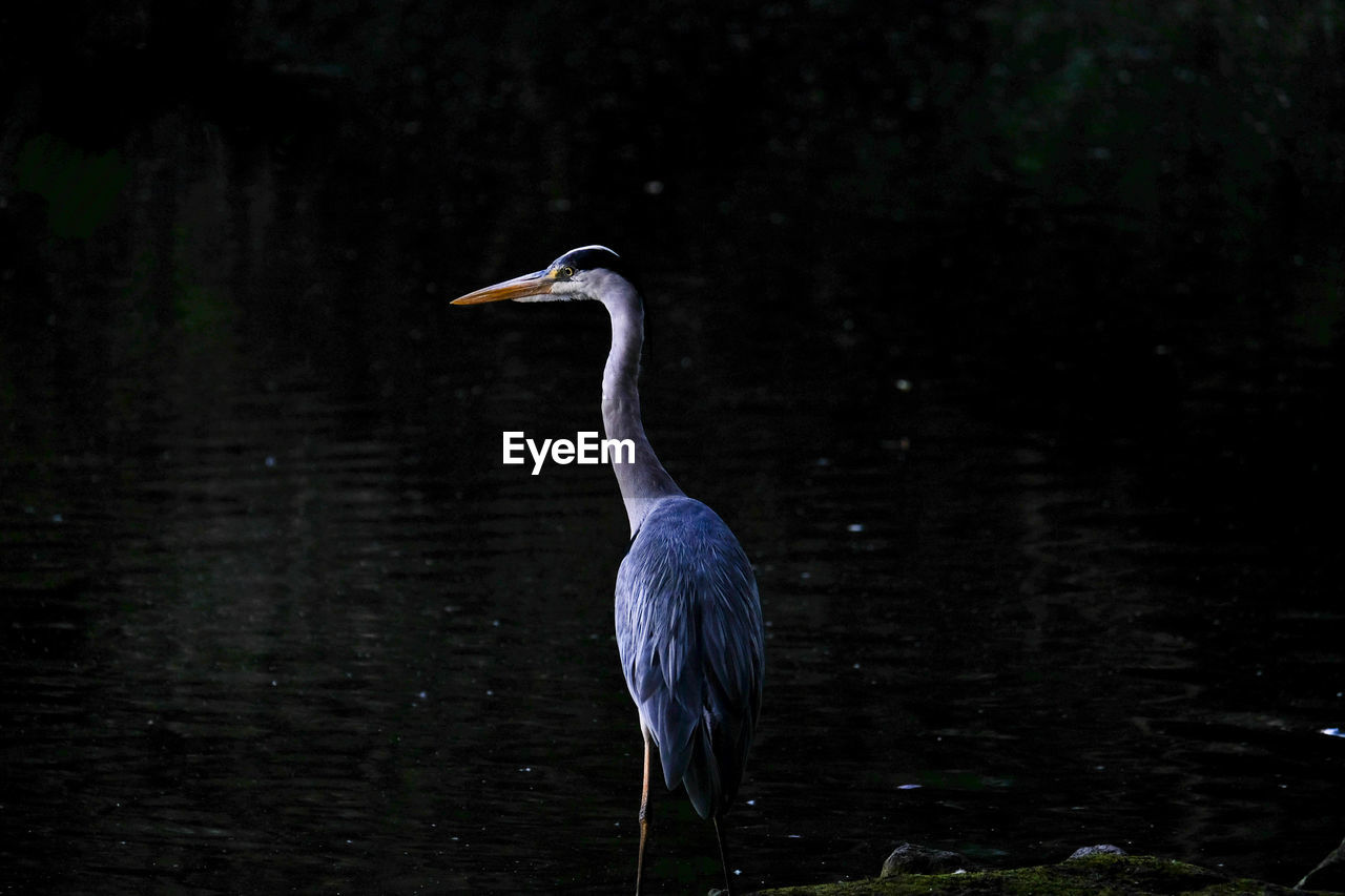 CLOSE-UP OF HERON ON LAKE