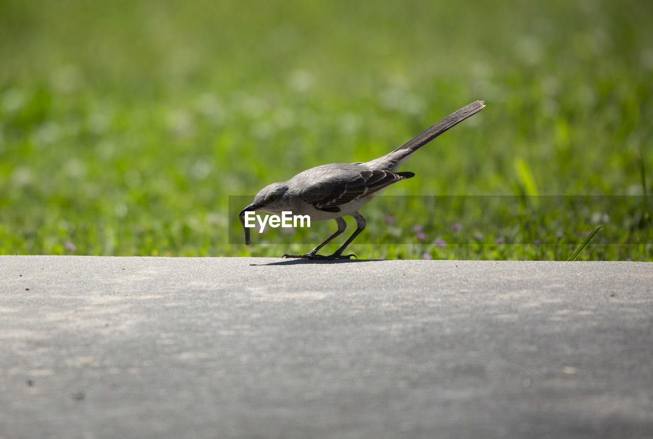 Northern mockingbird mimus poslyglotto holding a grub in its mouth