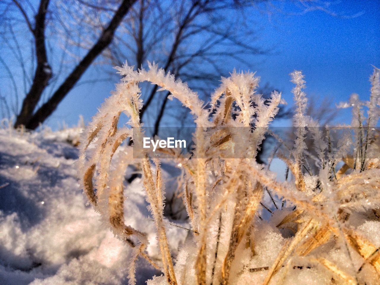 Plant covered with ice