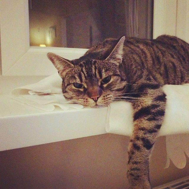 PORTRAIT OF CAT RELAXING ON FLOOR