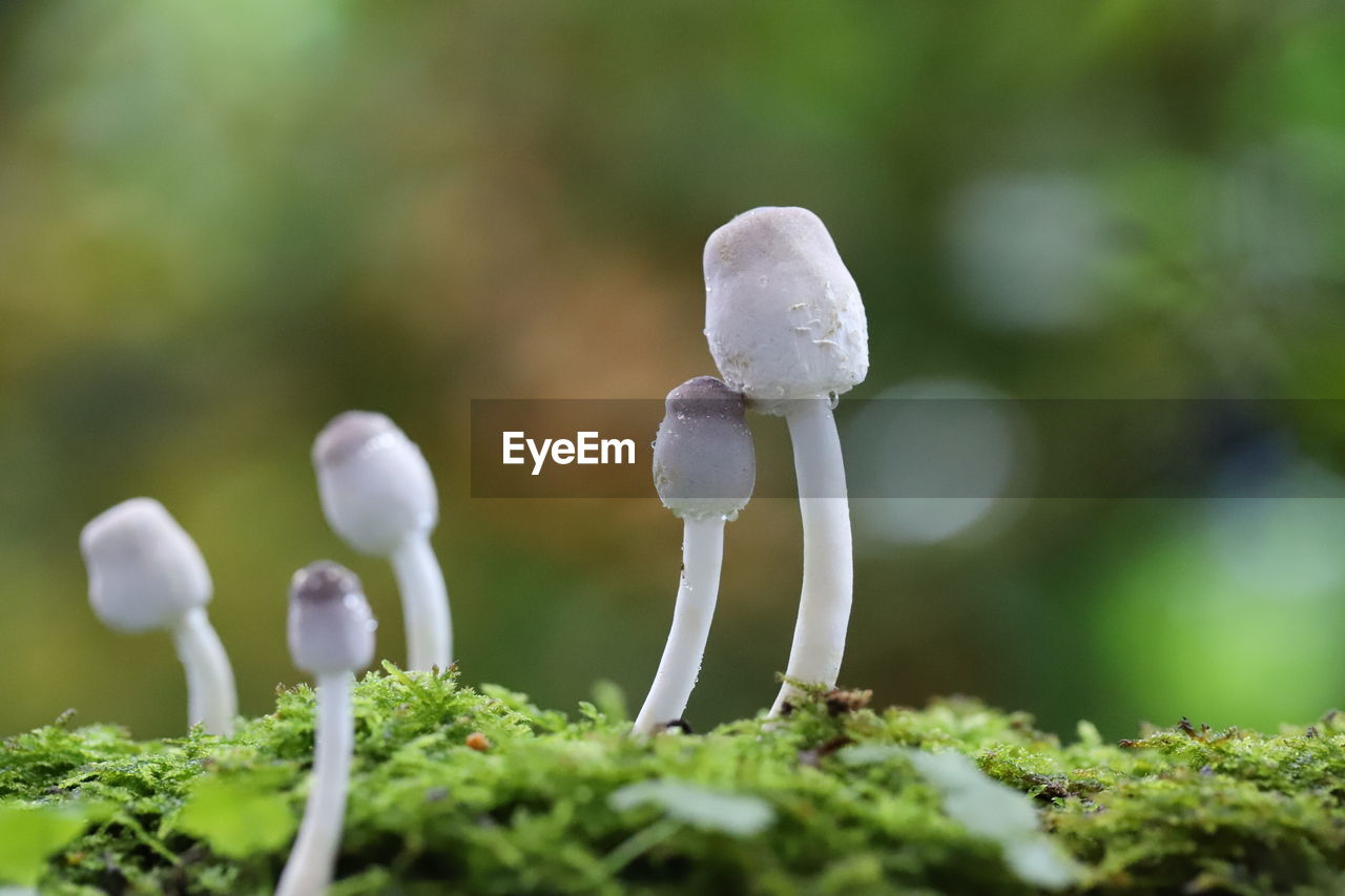 Close-up of white mushroom growing on field