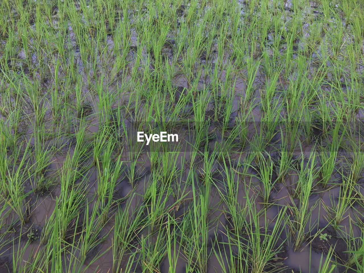 FULL FRAME SHOT OF PLANTS ON FIELD