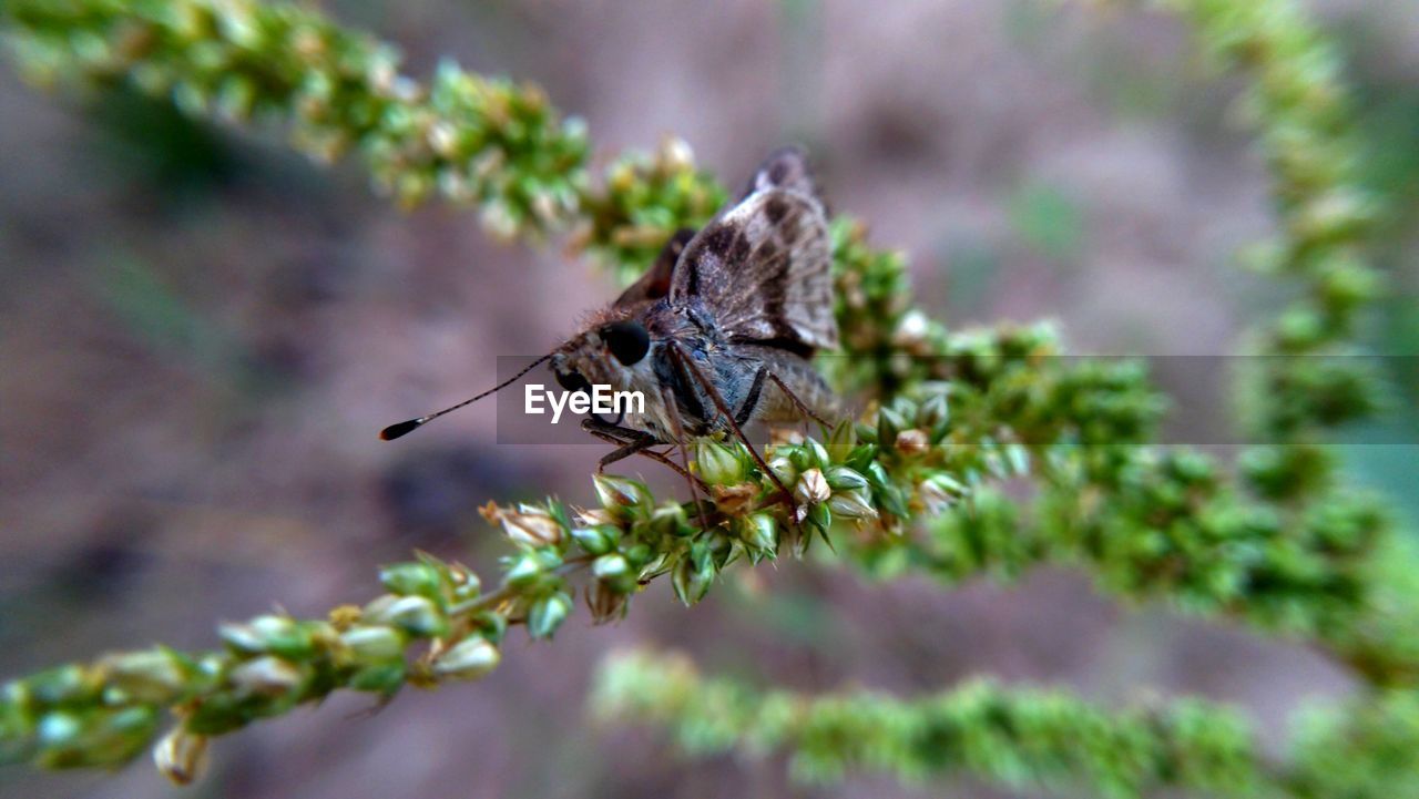 CLOSE-UP OF INSECT ON FLOWER