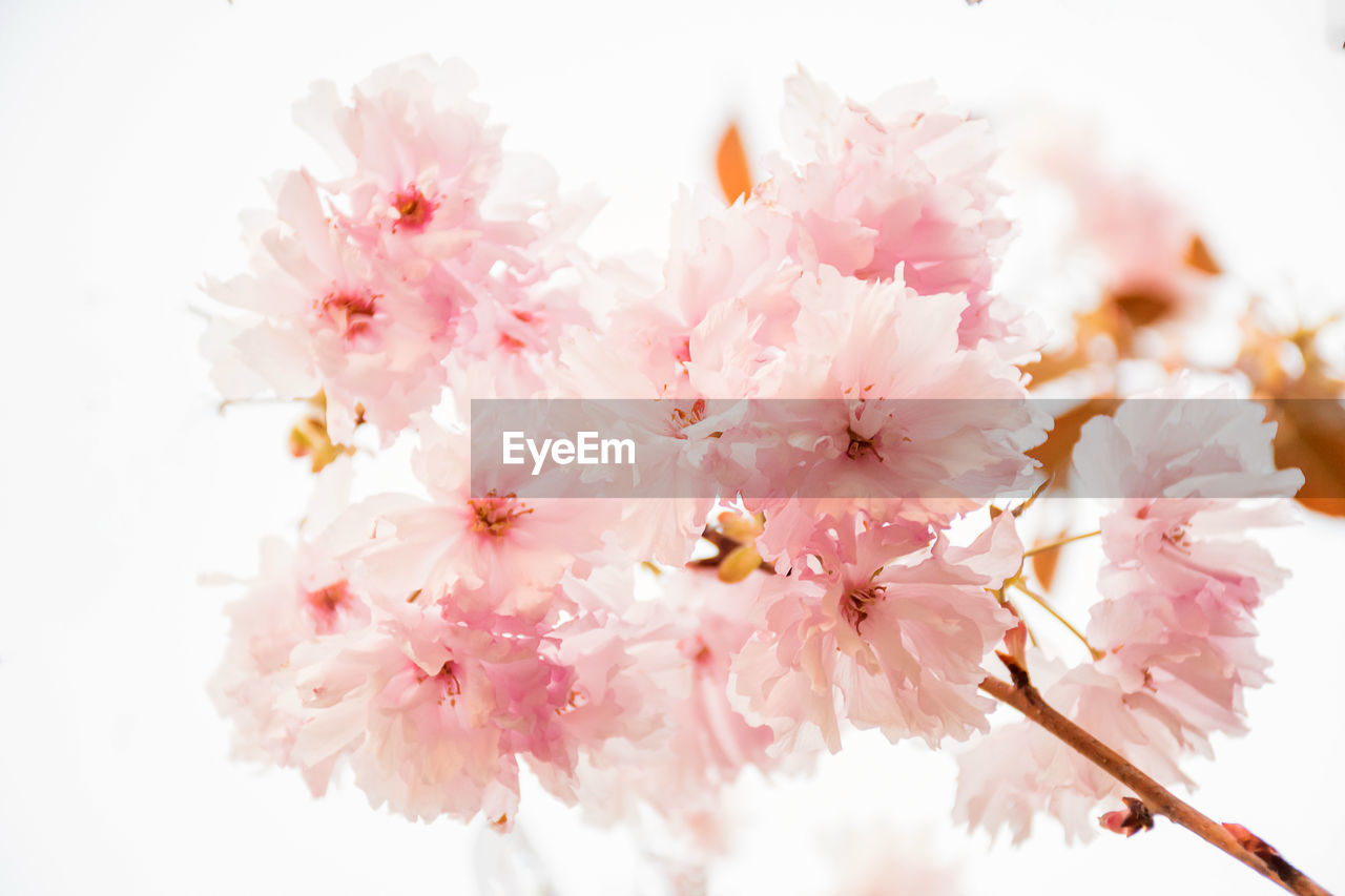 CLOSE-UP OF PINK CHERRY BLOSSOMS AGAINST WHITE FLOWERS