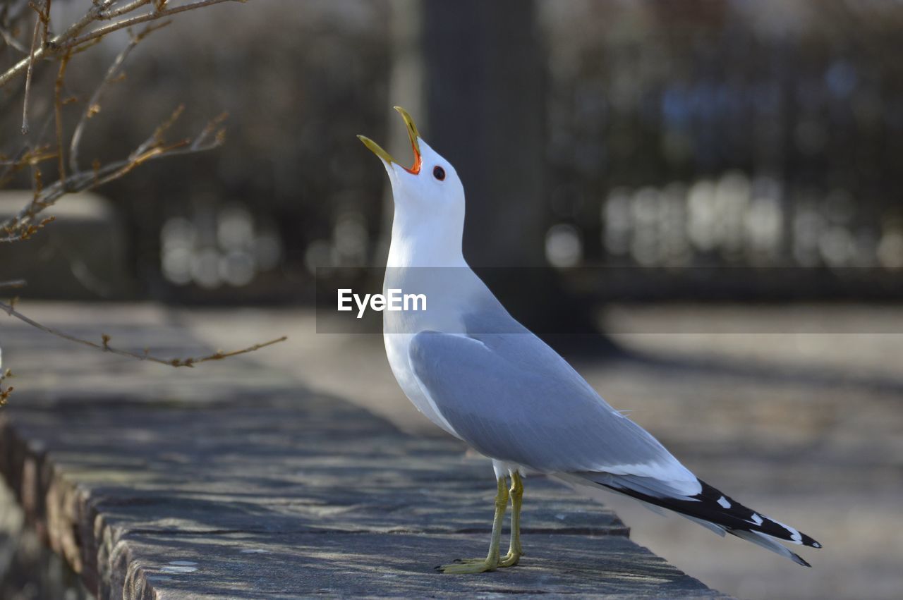 Close-up of seagull perching on wood