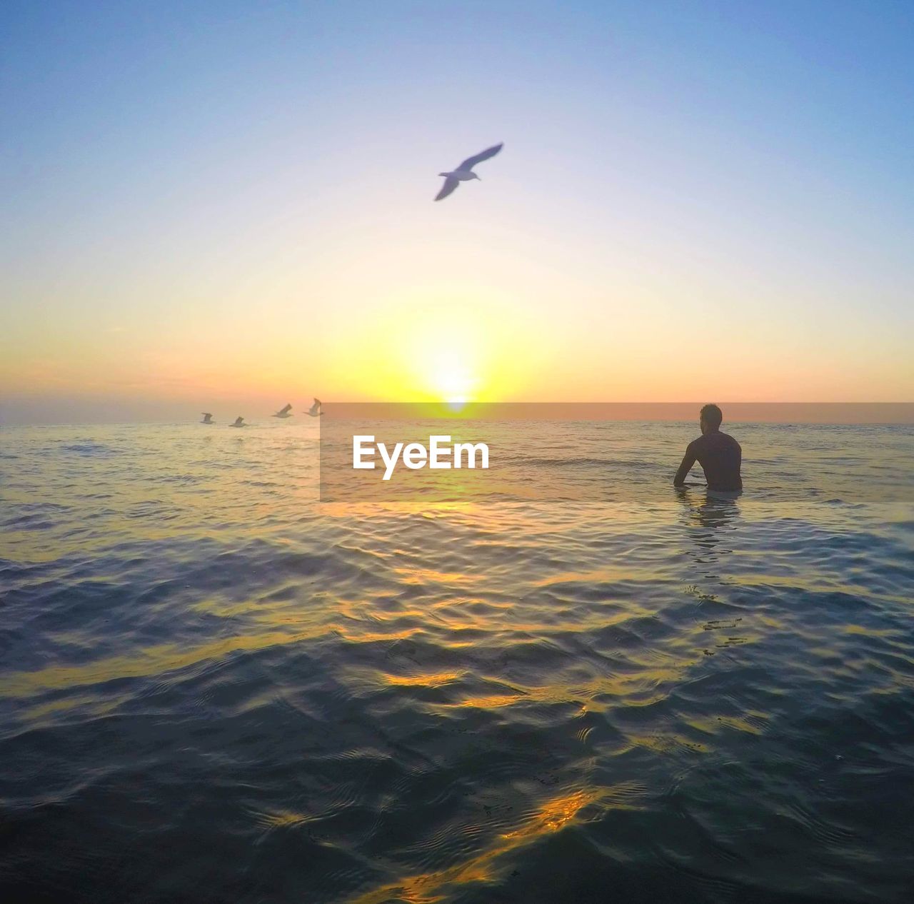 Low angle view of bird flying above silhouette man swimming in sea