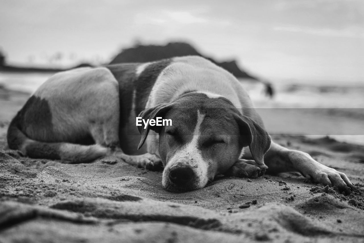 Dog resting at beach