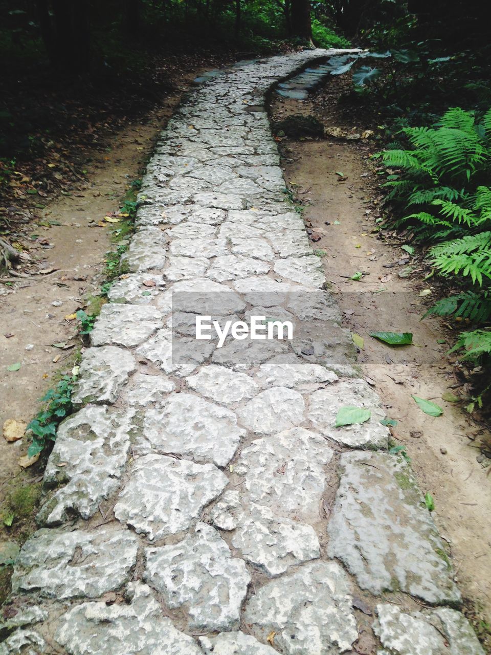 Long narrow pathway along plants