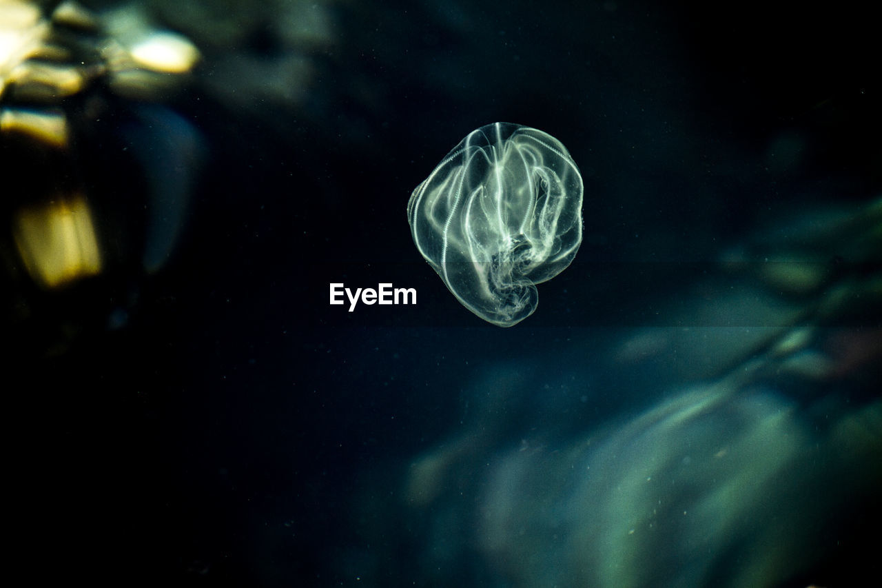 JELLYFISH SWIMMING IN SEA