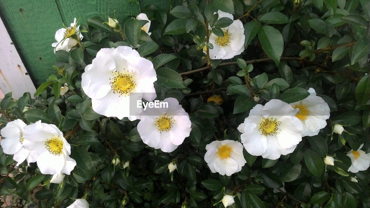 CLOSE-UP OF WHITE FLOWERS BLOOMING