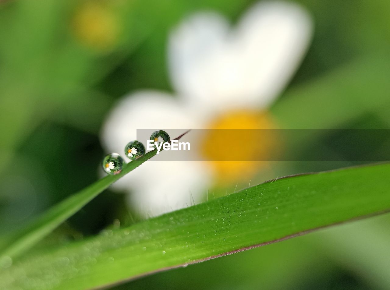 CLOSE-UP OF WATER DROPS ON PLANT