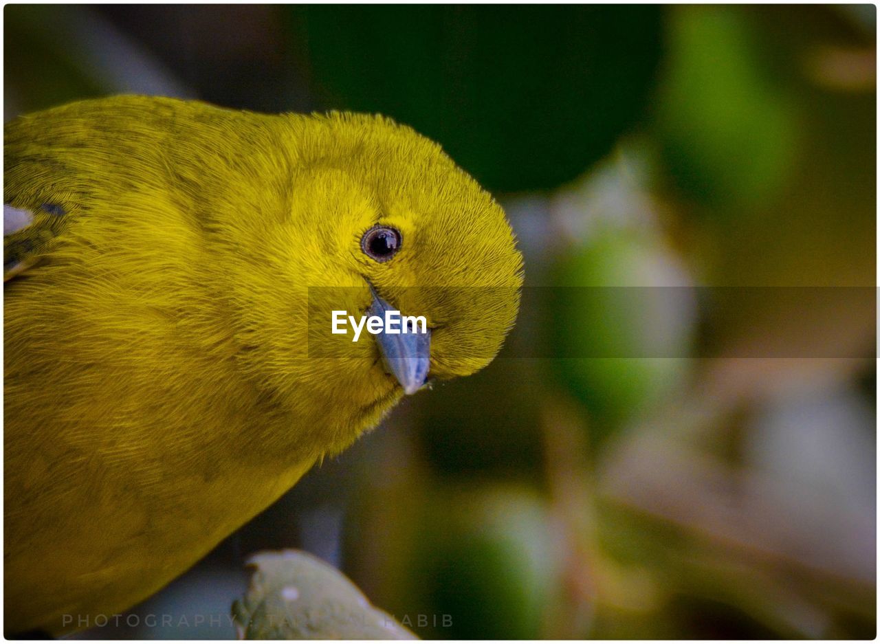 CLOSE-UP OF BIRD PERCHING ON YELLOW FLOWER