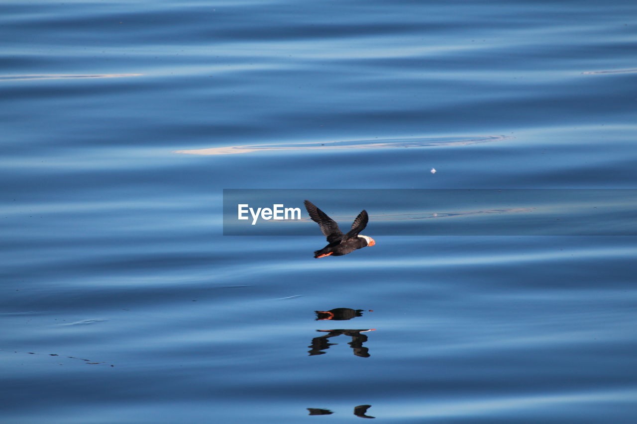 High angle view of puffin flying over lake