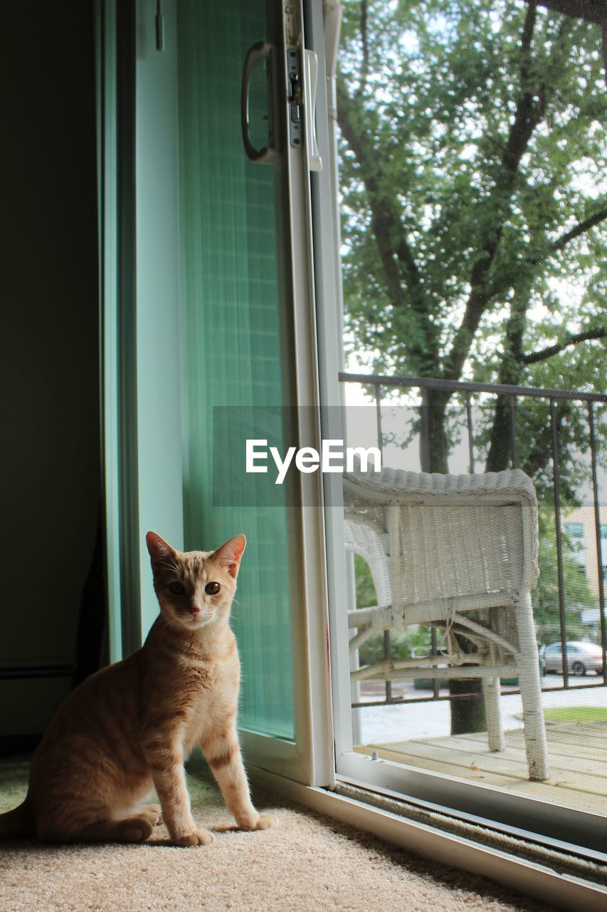 PORTRAIT OF CAT SITTING BY WINDOW