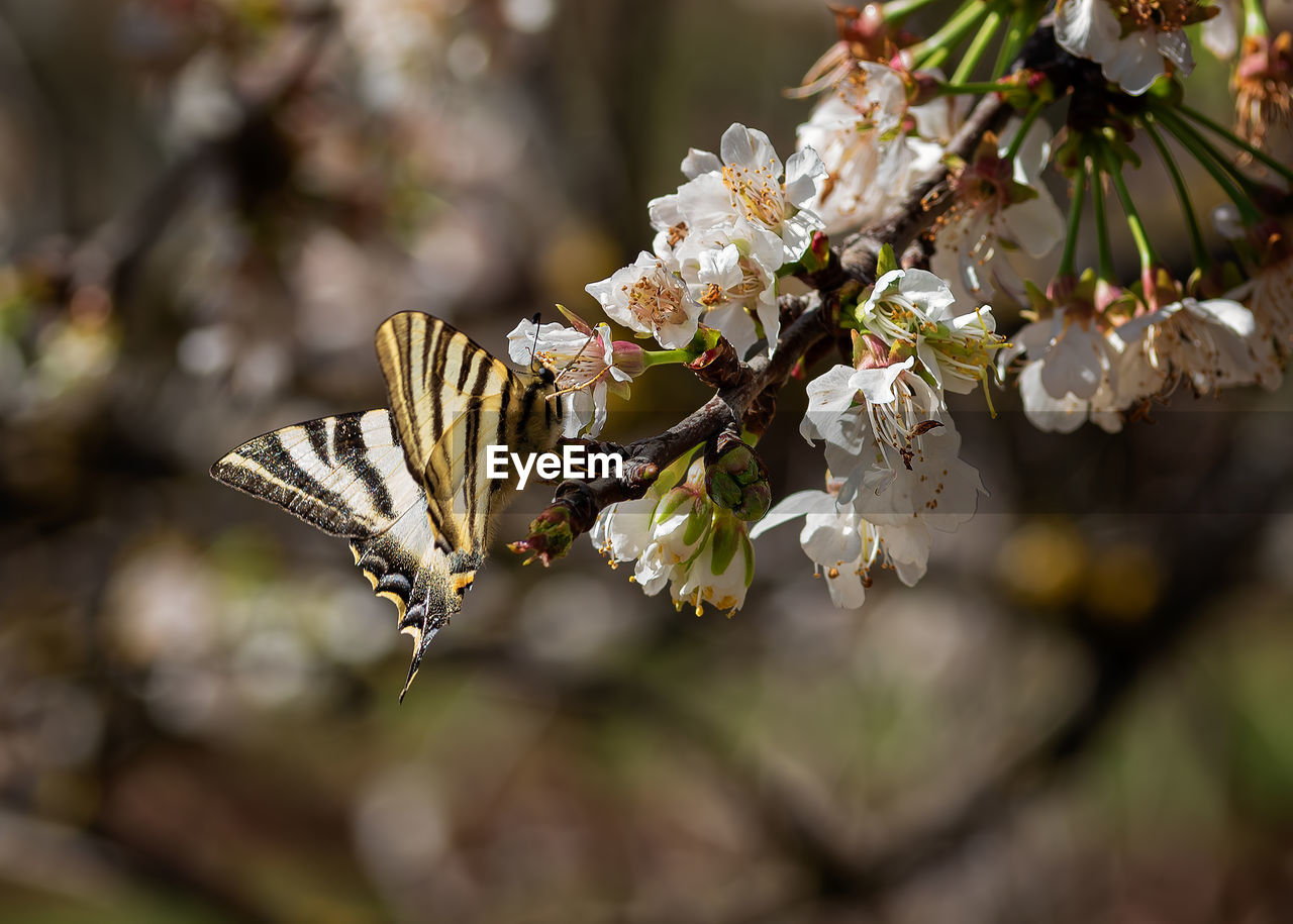 plant, flower, flowering plant, beauty in nature, branch, tree, nature, spring, close-up, macro photography, growth, blossom, springtime, freshness, fragility, no people, focus on foreground, produce, outdoors, day, white, leaf, selective focus, botany, food, flower head, food and drink, fruit, twig, plant part, environment, petal