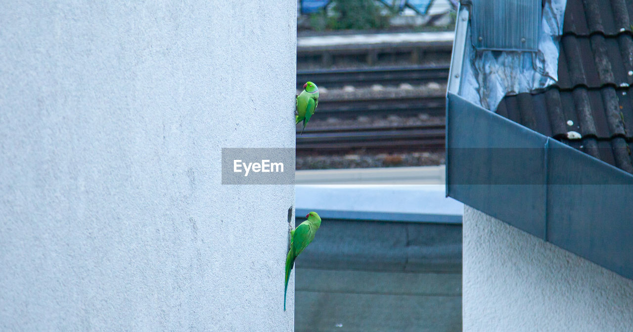 BIRD PERCHING ON WALL