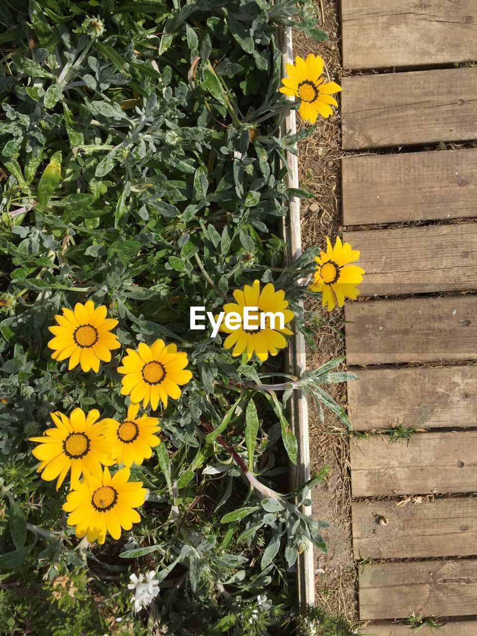 Yellow flowers blooming outdoors