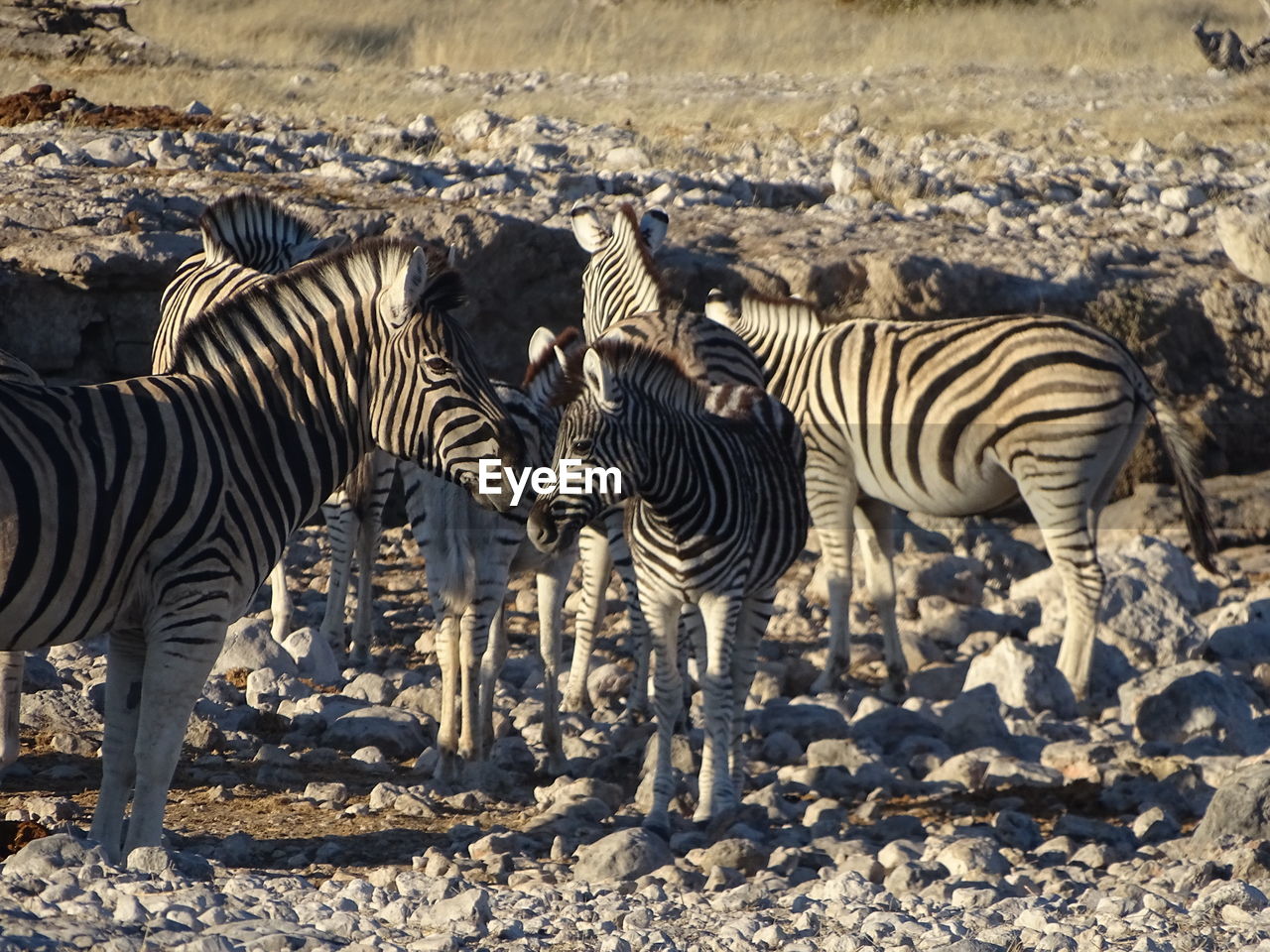 ZEBRAS STANDING ON GROUND