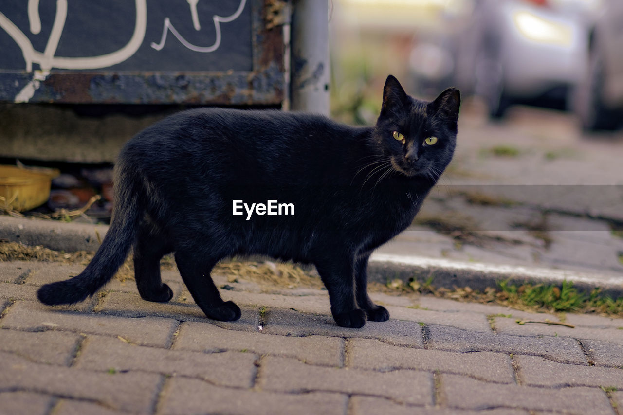 Portrait of black cat standing on footpath