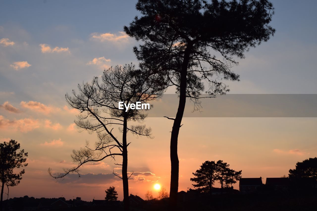 Silhouette of trees at sunset