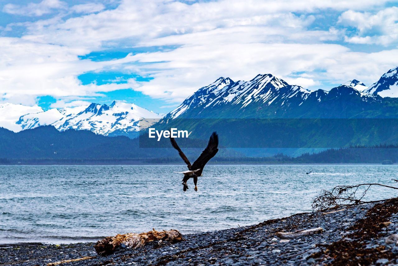 Bird flying over sea against snowcapped mountain