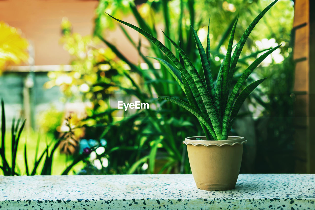 CLOSE-UP OF POTTED PLANT ON TABLE AGAINST WALL