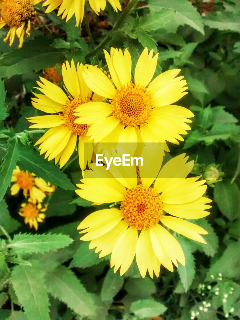 Close-up of yellow flower