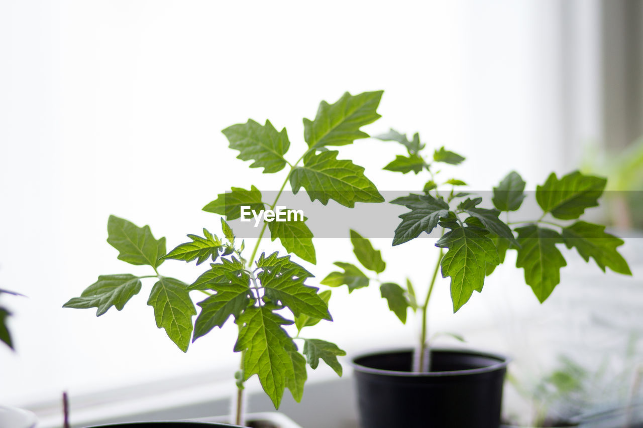 Close-up of potted plant on table