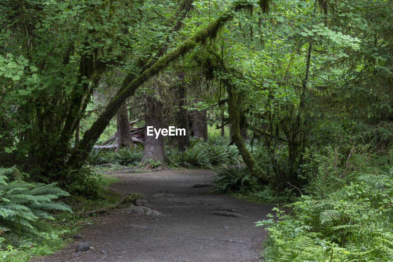 Dirt road amidst trees in forest