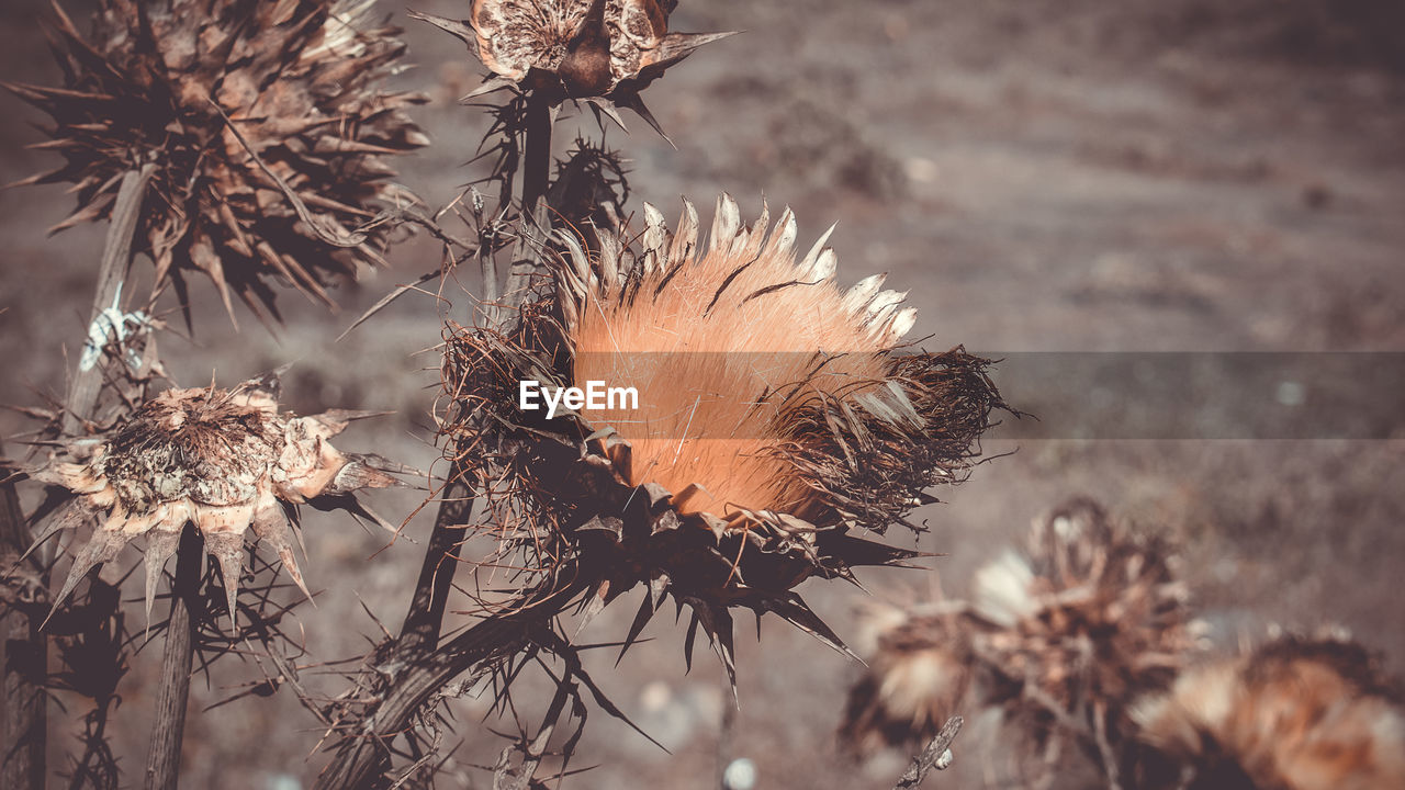 Close-up of dried plant