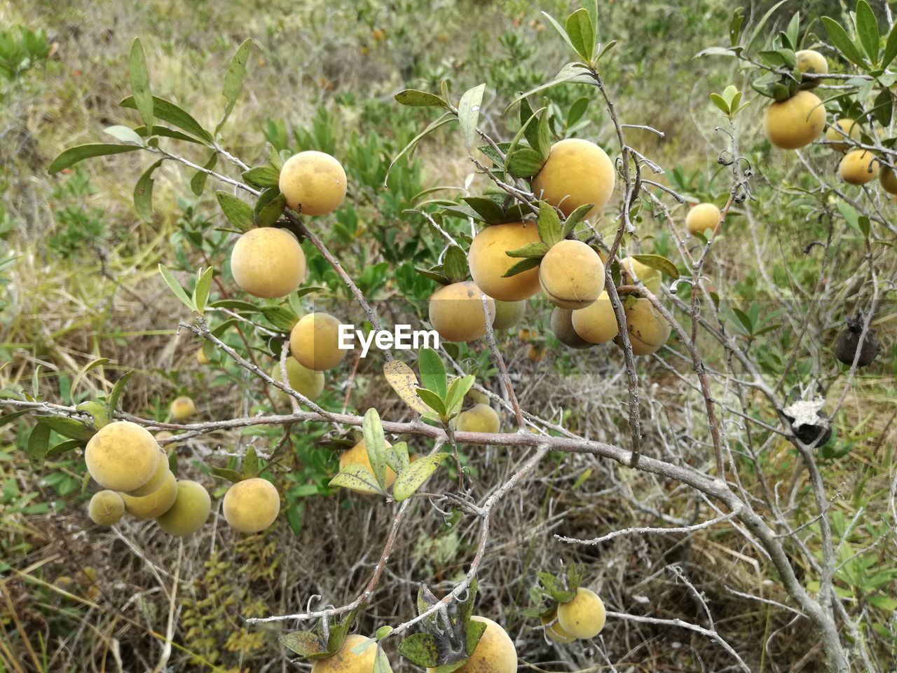 FRUITS GROWING ON TREE