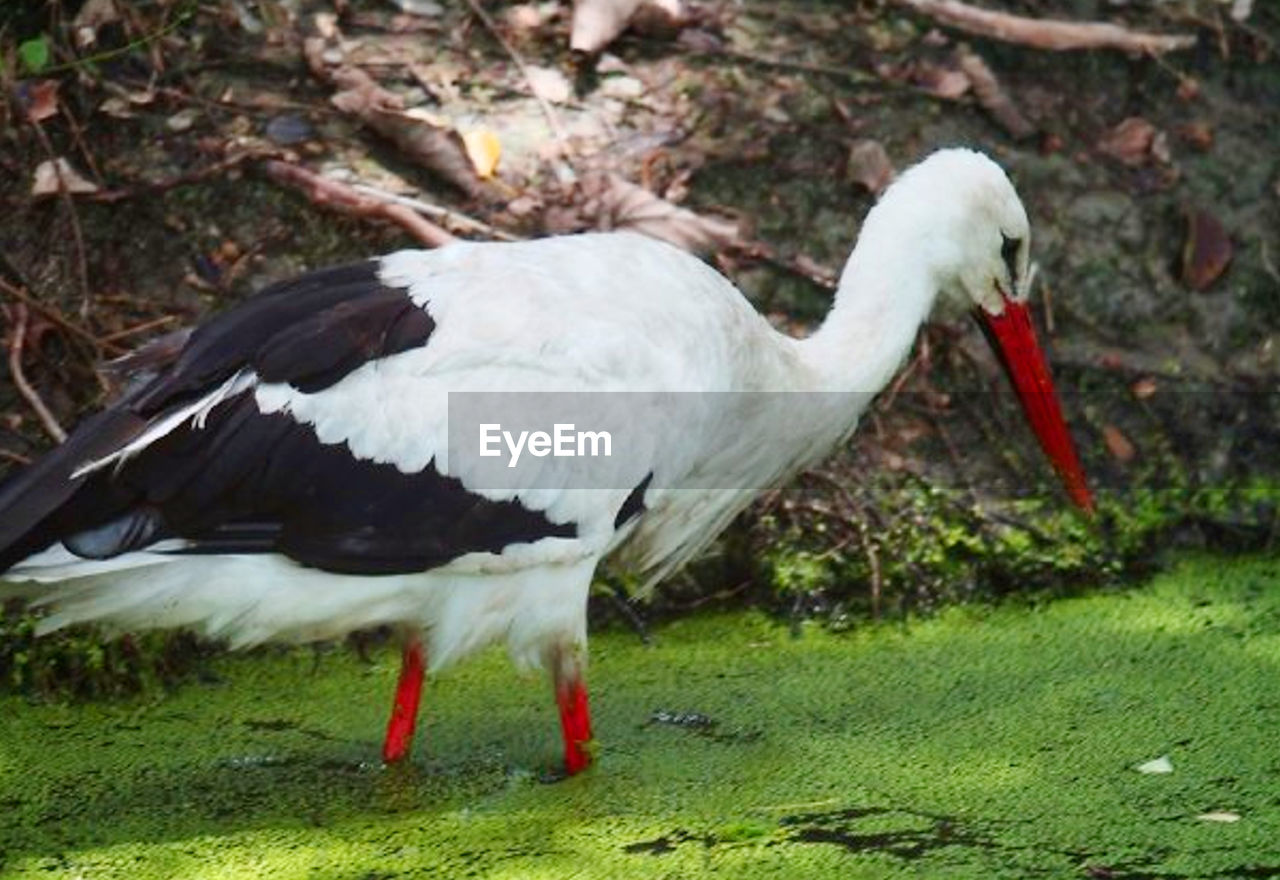 CLOSE-UP OF WHITE BIRD