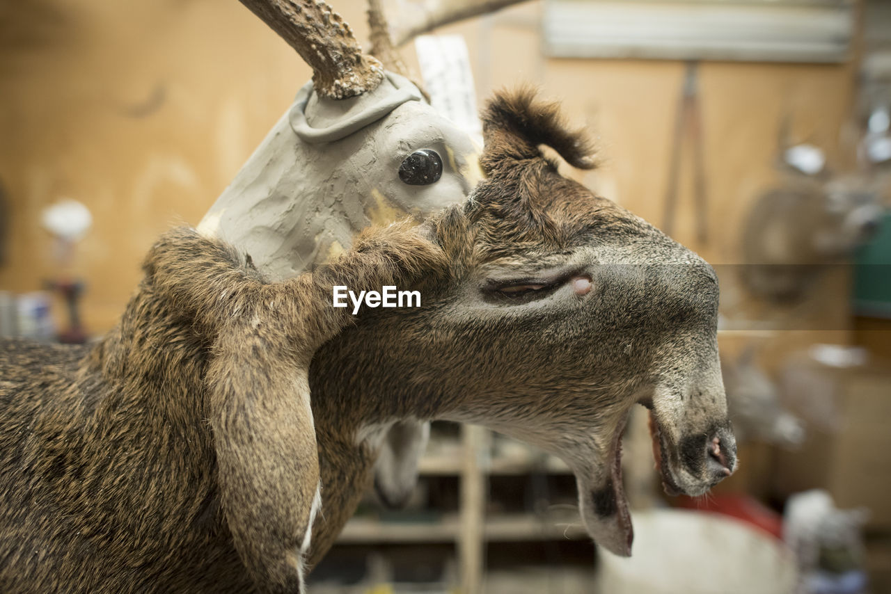 Fur hanging from a deer mount in progress at a taxidermy shop.