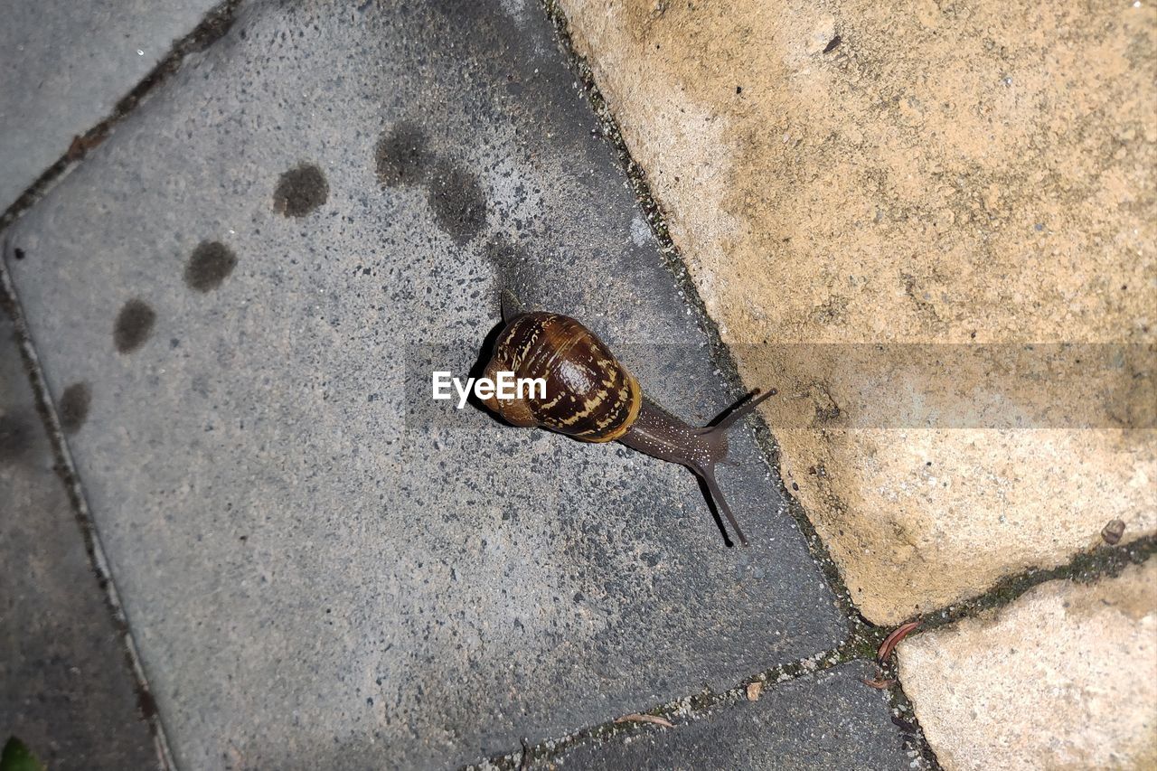 HIGH ANGLE VIEW OF SNAIL ON FOOTPATH