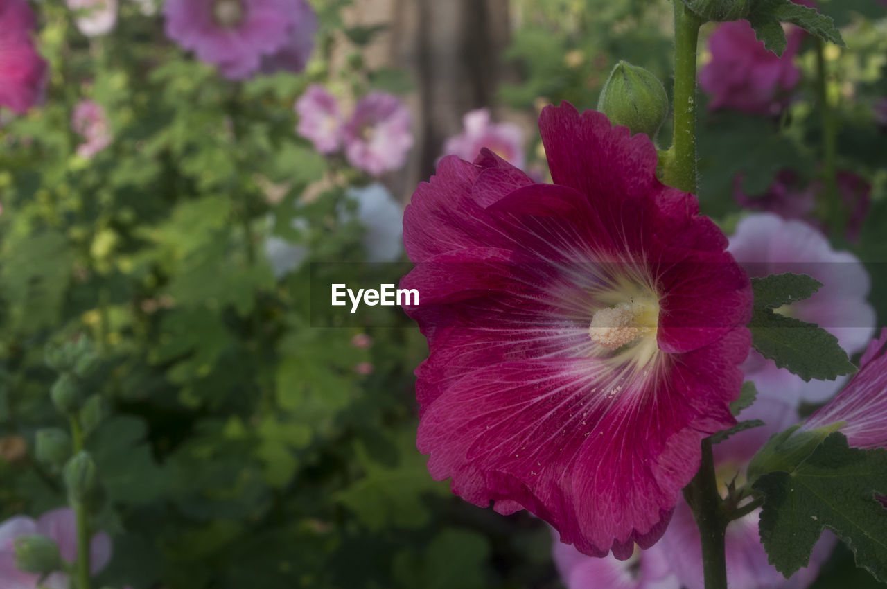 Close-up of pink flower against blurred background