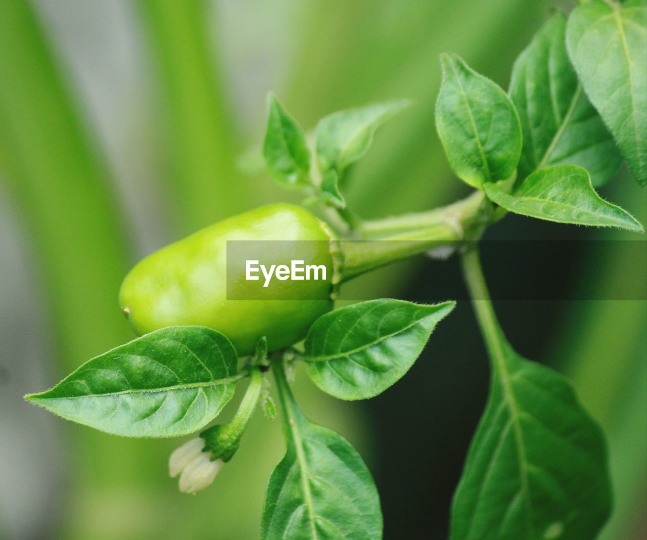 CLOSE-UP OF FRUIT ON PLANT