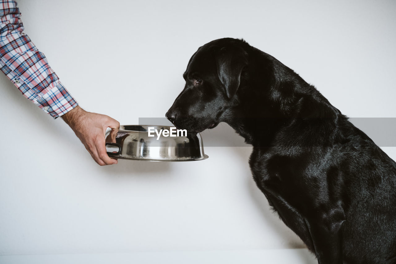 SIDE VIEW OF DOG AGAINST WHITE BACKGROUND