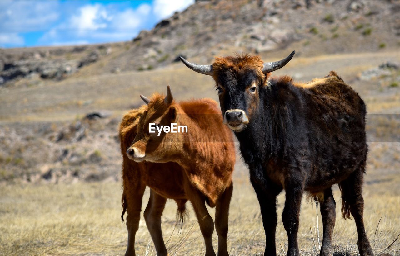 Steers standing in a field