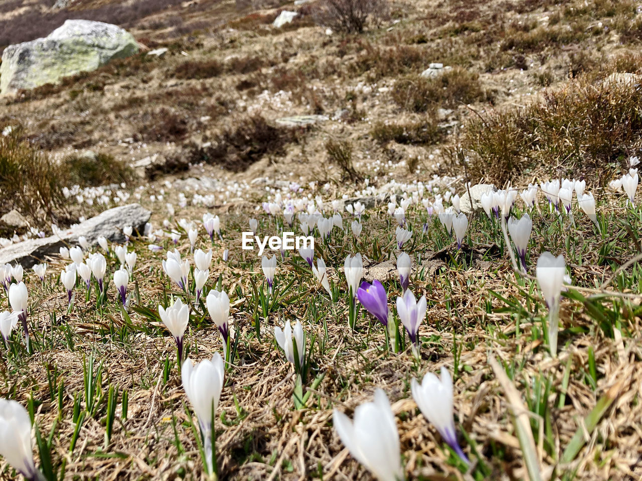 plant, flower, beauty in nature, land, flowering plant, nature, white, growth, field, snowdrop, no people, day, freshness, fragility, wildflower, tranquility, crocus, outdoors, high angle view, grass, close-up, environment, sunlight, landscape, petal