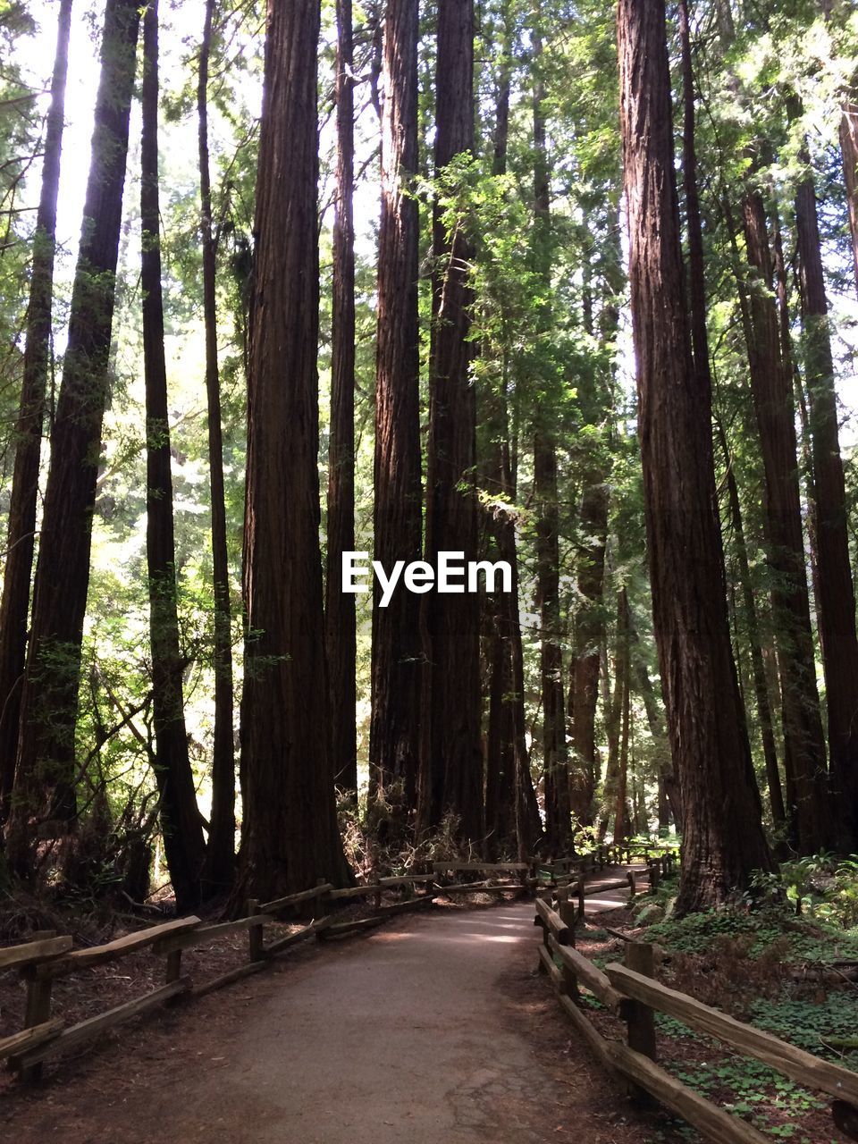 View of alley in forest