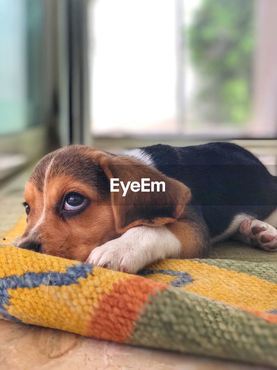 Close-up of dog resting at home