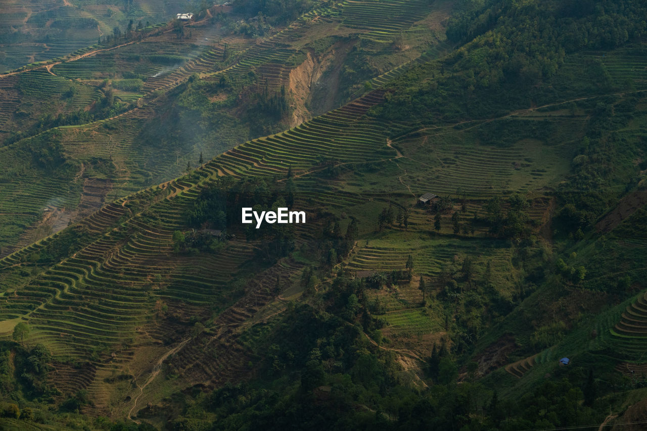 High angle view of rice field