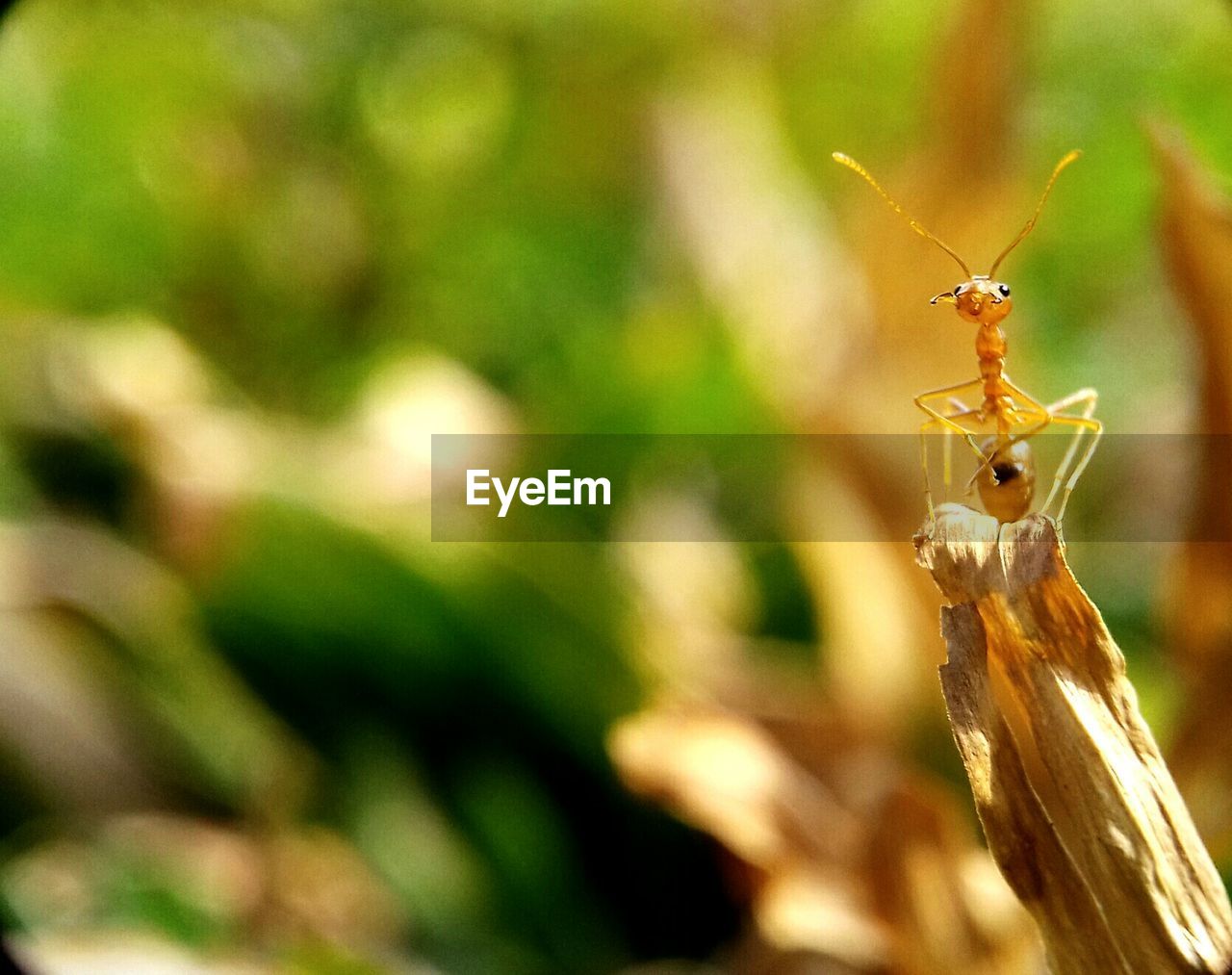 CLOSE-UP OF INSECT ON PLANT